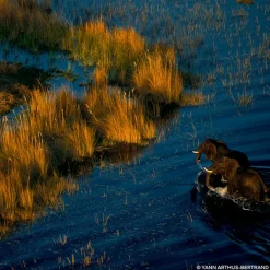 Aqua Allegoria Forte Rosa Palissandro