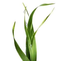 Bio Gel Limpiador Detox