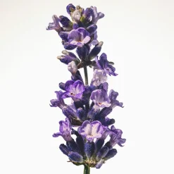 BURBERRY GODDESS INTENSE