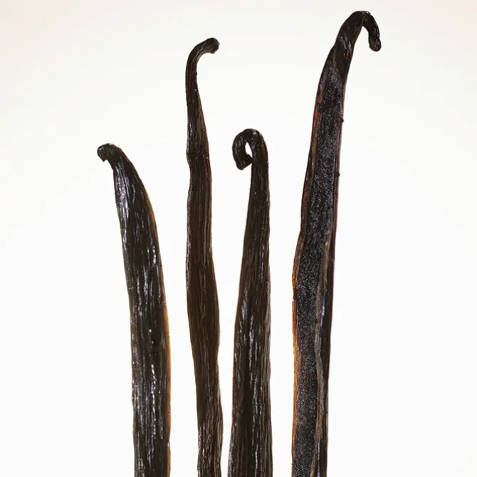 BURBERRY GODDESS INTENSE