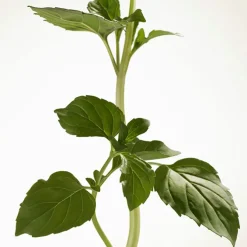 BURBERRY GODDESS INTENSE