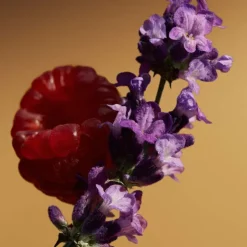 BURBERRY GODDESS PARFUM