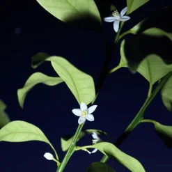 CHLOÉ NOMADE NUIT D'EGYPTE