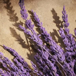 DEVOTION For Men Parfum