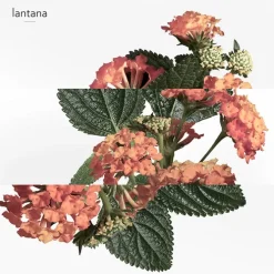 Eau de Rhubarbe Écarlate