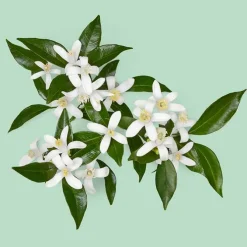 GUILTY ESSENCE POUR HOMME