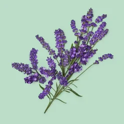 GUILTY ESSENCE POUR HOMME