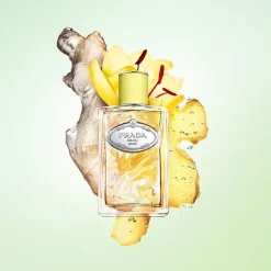 Infusion de Gimgembre