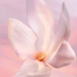 LA VIE EST BELLE VANILLE NUDE