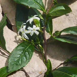 LIGHT BLUE CAPRI IN LOVE