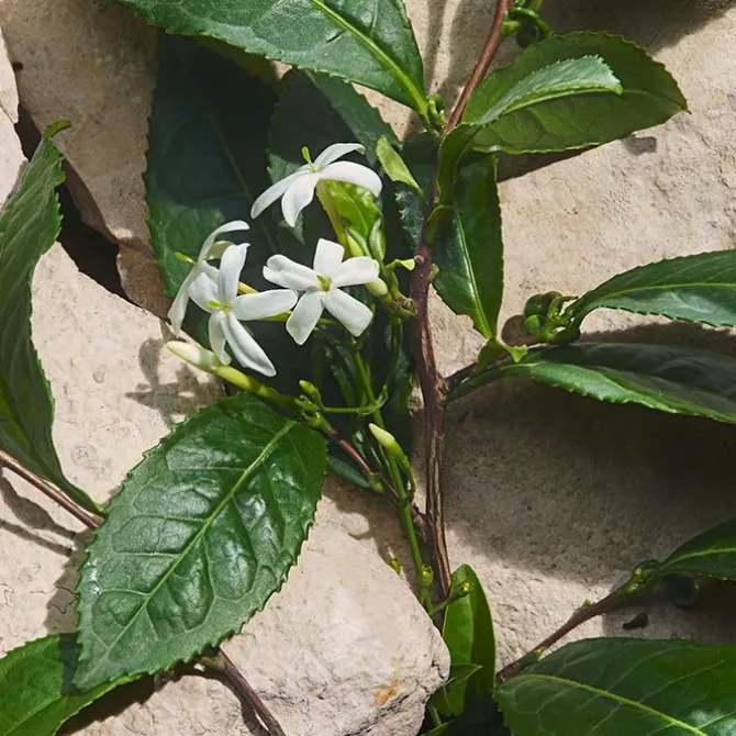 LIGHT BLUE CAPRI IN LOVE