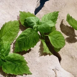 LIGHT BLUE CAPRI IN LOVE Pour Homme