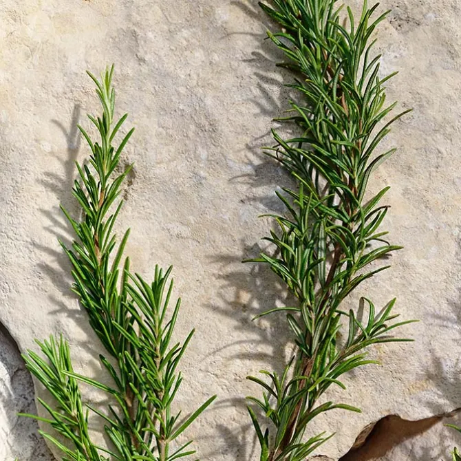 LIGHT BLUE Pour Homme