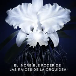 Orchidée Impériale La Crema Ligera