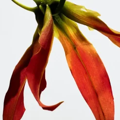 PAULA'S IBIZA ECLECTIC