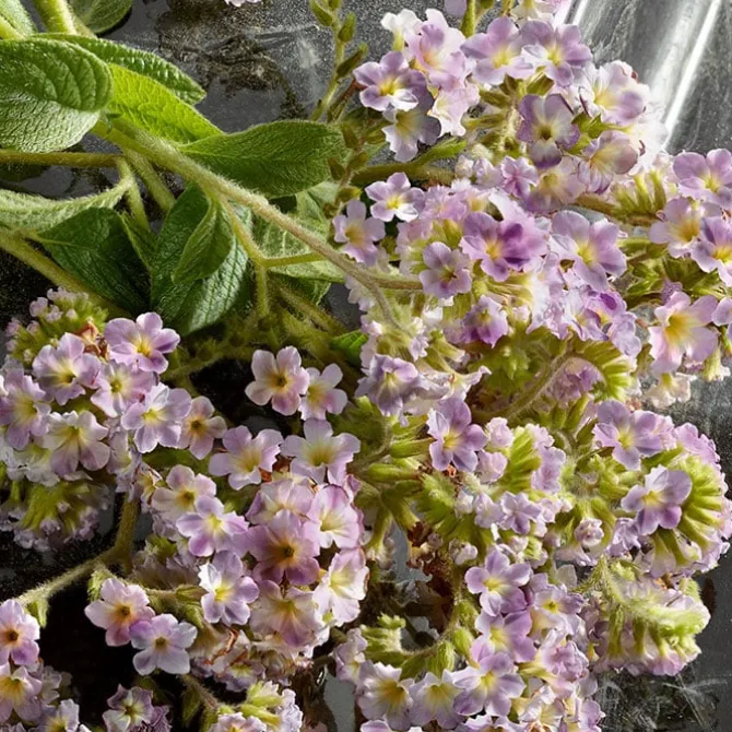 Q BY DOLCE & GABBANA INTENSE